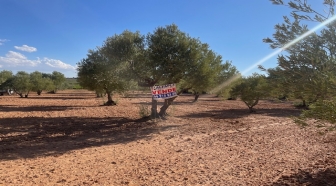 272 OLIVAR VILLARTA (CUENCA)